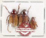 Scientific lot no. 255 Melolonthinae (3 pcs) Scientific lot no. 255 Melolonthinae (3 pcs)