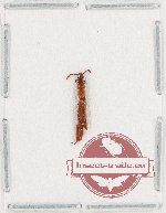 Brenthidae sp. 33 (A2) Brenthidae sp. 33 (A2)