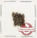 Scientific lot no. 945 Coprophaga (12 pcs) Scientific lot no. 945 Coprophaga (12 pcs)