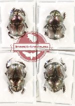 Scientific lot no. 942 Coprophaga (4 pcs) Scientific lot no. 942 Coprophaga (4 pcs)