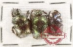 Scientific lot no. 962 Coprophaga (Onitis spp.) (3 pcs) Scientific lot no. 962 Coprophaga (Onitis spp.) (3 pcs)