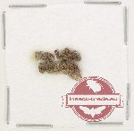 Bruchidae Scientific lot no. 46 (12 pcs) Bruchidae Scientific lot no. 46 (12 pcs)