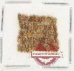 Heteroceridae Scientific lot no. 26 (66 pcs) Heteroceridae Scientific lot no. 26 (66 pcs)