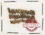 Heteroceridae Scientific lot no. 24 (40 pcs) Heteroceridae Scientific lot no. 24 (40 pcs)