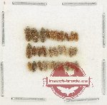 Heteroceridae Scientific lot no. 25 (31 pcs) Heteroceridae Scientific lot no. 25 (31 pcs)