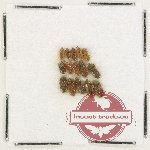 Heteroceridae Scientific lot no. 22 (15 pcs) Heteroceridae Scientific lot no. 22 (15 pcs)