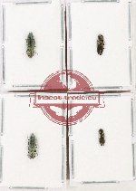 Scientific lot no. 132 Buprestidae (4 pcs - 2 pcs A2) Scientific lot no. 132 Buprestidae (4 pcs - 2 pcs A2)