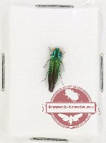 Agrilus sp. 83 Agrilus sp. 83