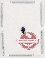 Coraebini sp. 11 Coraebini sp. 11