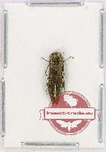 Agrilus sp. 82 (A2) Agrilus sp. 82 (A2)