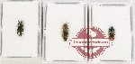 Scientific lot no. 134 Buprestidae (3 pcs) Scientific lot no. 134 Buprestidae (3 pcs)