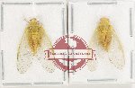 Scientific lot no. 32 Cicadidae (2 pcs) Scientific lot no. 32 Cicadidae (2 pcs)
