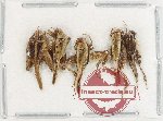 Scientific lot no. 71 Orthoptera (5 pcs) Scientific lot no. 71 Orthoptera (5 pcs)