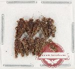 Scientific lot no. 75 Orthoptera (11 pcs) Scientific lot no. 75 Orthoptera (11 pcs)