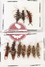Scientific lot no. 155 Dermaptera (10 pcs) Scientific lot no. 155 Dermaptera (10 pcs)