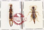 Scientific lot no. 136 Dermaptera (2 pcs - 1 pc A2) Scientific lot no. 136 Dermaptera (2 pcs - 1 pc A2)