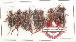 Scientific lot no. 159 Dermaptera (9 pcs) Scientific lot no. 159 Dermaptera (9 pcs)
