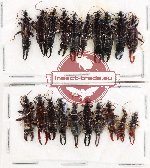 Scientific lot no. 144 Dermaptera (20 pcs) Scientific lot no. 144 Dermaptera (20 pcs)
