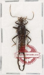 Scientific lot no. 135 Dermaptera (1 pc) Scientific lot no. 135 Dermaptera (1 pc)