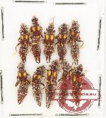 Scientific lot no. 151 Dermaptera (10 pcs) Scientific lot no. 151 Dermaptera (10 pcs)