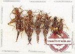 Scientific lot no. 146 Dermaptera (6 pcs) Scientific lot no. 146 Dermaptera (6 pcs)
