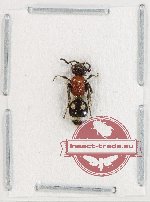 Mutilidae sp. 31 Mutilidae sp. 31