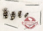Scientific lot no. 17 Mutilidae (4 pcs) Scientific lot no. 17 Mutilidae (4 pcs)