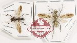 Scientific lot no. 45 Formicidae (2 pcs) Scientific lot no. 45 Formicidae (2 pcs)