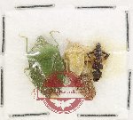 Scientific lot no. 1414 Heteroptera (4 pcs) Scientific lot no. 1414 Heteroptera (4 pcs)