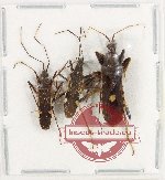 Scientific lot no. 1431 Heteroptera (3 pcs) Scientific lot no. 1431 Heteroptera (3 pcs)