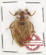 Scientific lot no. 1416 Heteroptera (1 pc) Scientific lot no. 1416 Heteroptera (1 pc)