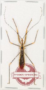 Scientific lot no. 1428 Heteroptera (1 pc) Scientific lot no. 1428 Heteroptera (1 pc)