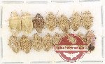 Scientific lot no. 1432 Heteroptera (15 pcs A-, A2) Scientific lot no. 1432 Heteroptera (15 pcs A-, A2)