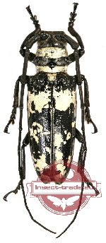 Doesburgia celebiana (A-) Doesburgia celebiana (A-)