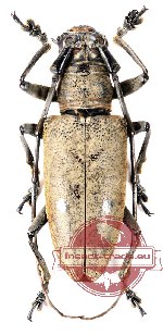 Pelargoderus bipunctatus Pelargoderus bipunctatus