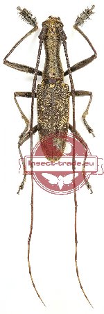 Gnoma thomsoni Gnoma thomsoni