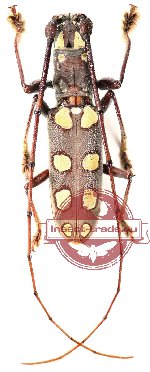 Olenecamptus siamensis Olenecamptus siamensis