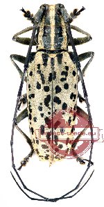 Epepeotes uncinatus ssp. salvazai Epepeotes uncinatus ssp. salvazai