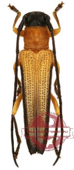 Nupserha clypealis Nupserha clypealis