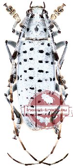 Pseudonemophas versteegi (A-) Pseudonemophas versteegi (A-)