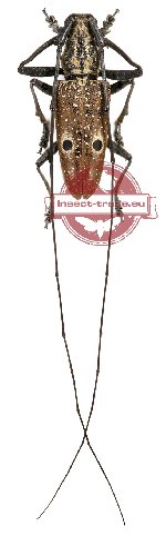 Pelargoderus alcanor thomsoni Pelargoderus alcanor thomsoni