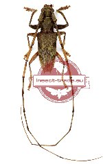 Acalolepta magnetica (A-) Acalolepta magnetica (A-)