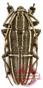 Grammoechus polygrammus (A-) Grammoechus polygrammus (A-)