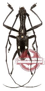 Gnoma sp. 4 (5 pairs) Gnoma sp. 4 (5 pairs)