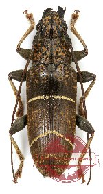 Tmesisternus anomalus Tmesisternus anomalus