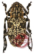 Coptops pardalis (A2) Coptops pardalis (A2)