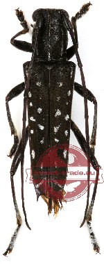 Glenea sp. 7 (A2) Glenea sp. 7 (A2)