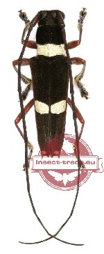 Glenea funerulla Glenea funerulla