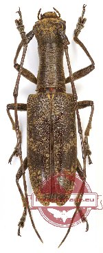 Gnoma sp. 5 Gnoma sp. 5