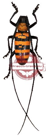 Nemophas forbesi Nemophas forbesi